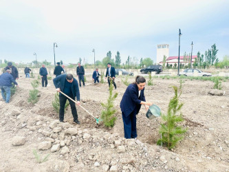 Laçınlı səhiyyə işçiləri ağacəkmə  aksiyası keçirmişlər