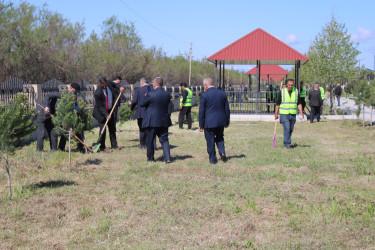 Laçınlılar “Şəhərsalma və Memarlıq ili” ilə əlaqədar ağacəkmə aksiyası keçirmişlər. 15.04.2026