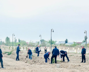 Laçınlı səhiyyə işçiləri ağacəkmə  aksiyası keçirmişlər