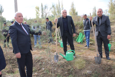 Laçınlılar “Yaşıl dünya üçün həmrəy olaq!” şüarı altında keçirilən  ağacəkmə aksiyasında fəal iştirak edirlər.