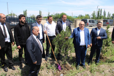 Laçınlılar xalqımızın Ümummilli lideri Heydər Əliyevin anadan  olmasının 102-ci ildönümü ilə bağlı ağacəkmə aksiyasına qoşulublar